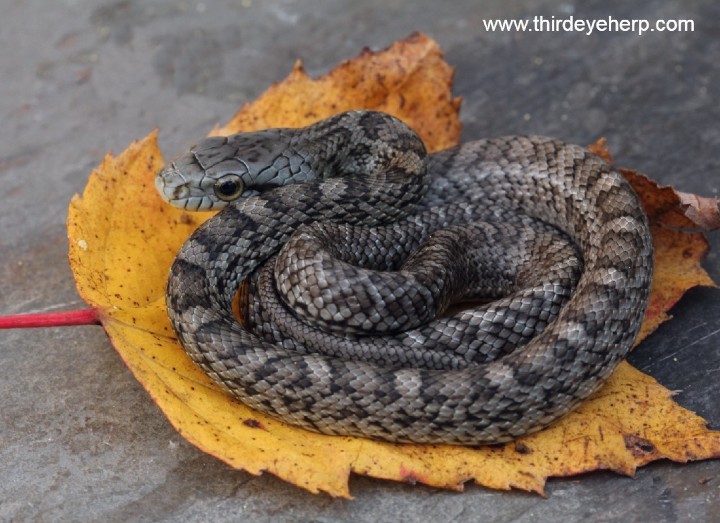 Japanese Rat Snake